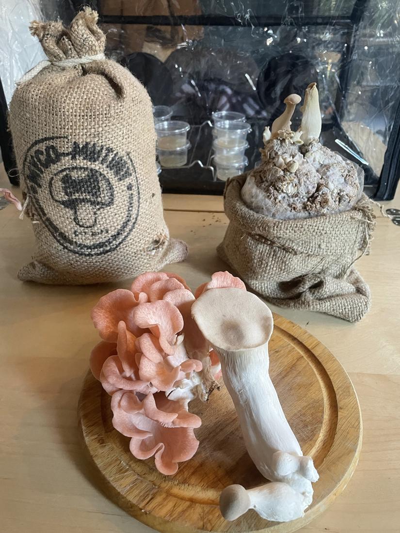 Hessian sacks with pink and king oyster mushrooms