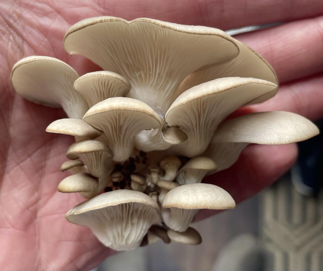 Freshly picked oyster mushrooms in the hand